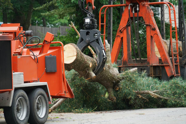 Seasonal Cleanup (Spring/Fall)