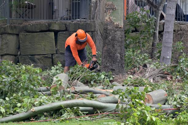 How Our Tree Care Process Works  in  Eagle Point, AL